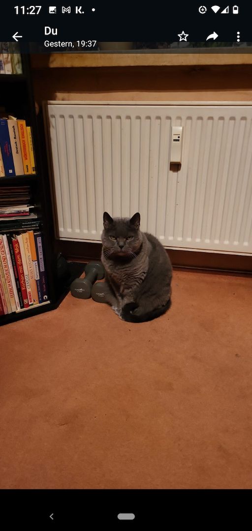 2 verwaiste Rassekatzen in Schönebeck (Elbe) suchen neues Zuhause