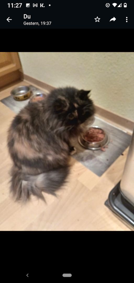 2 verwaiste Rassekatzen in Schönebeck (Elbe) suchen neues Zuhause