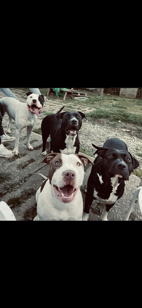 Amerikaner Stafford / American Bulldog Welpen