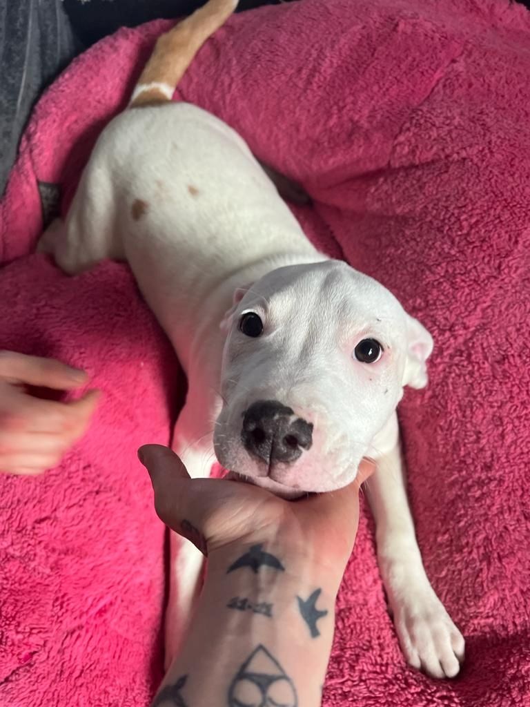 Amerikaner Stafford / American Bulldog Welpen