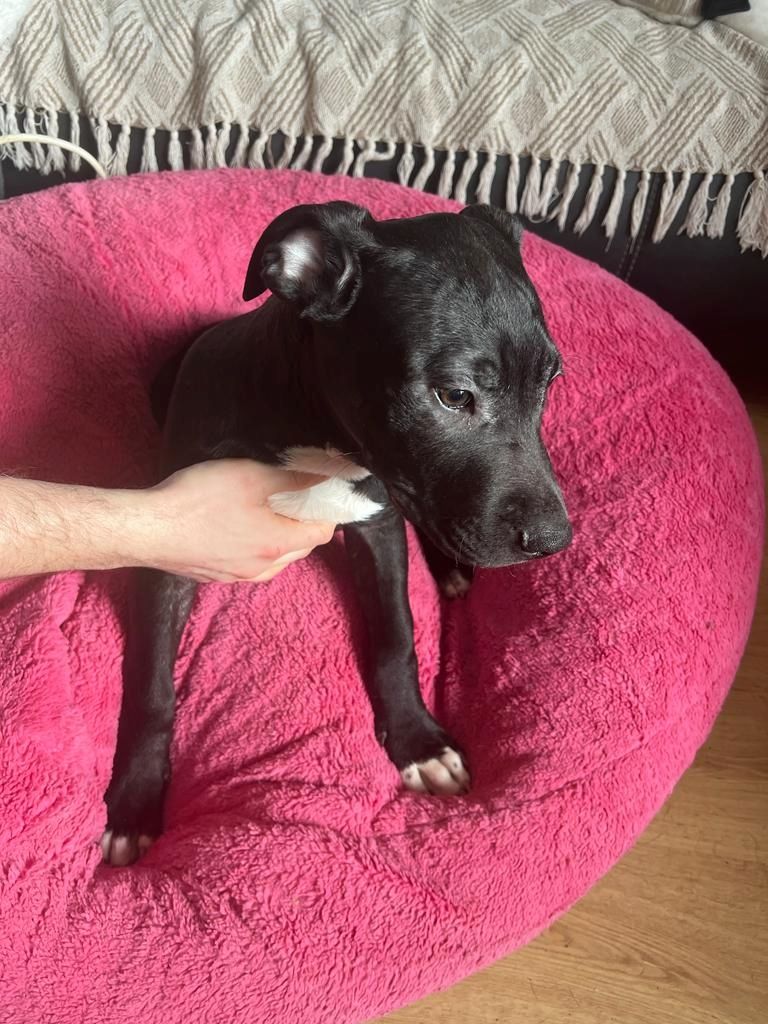 Amerikaner Stafford / American Bulldog Welpen