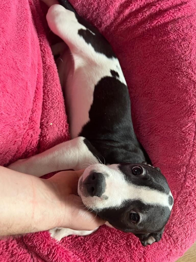 Amerikaner Stafford / American Bulldog Welpen