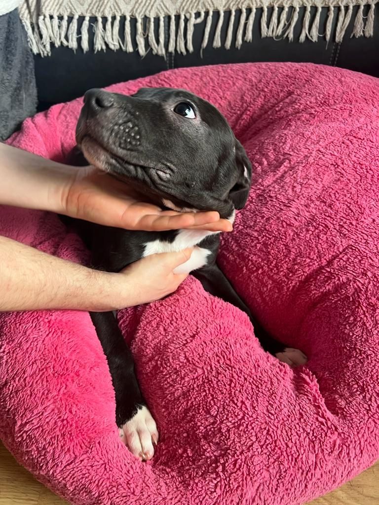 Amerikaner Stafford / American Bulldog Welpen