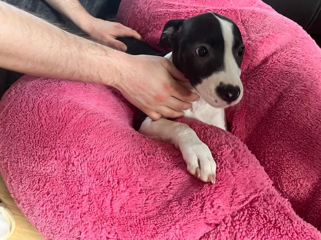 Amerikaner Stafford / American Bulldog Welpen