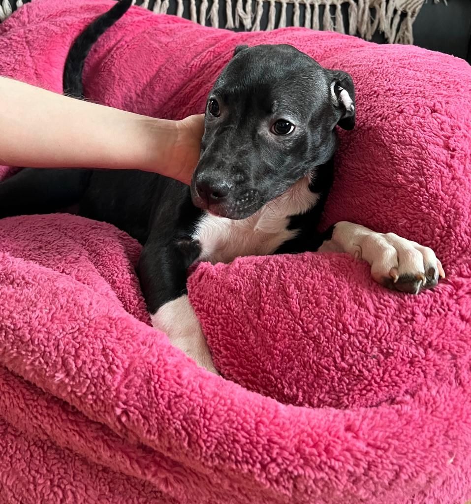 Amerikaner Stafford / American Bulldog Welpen