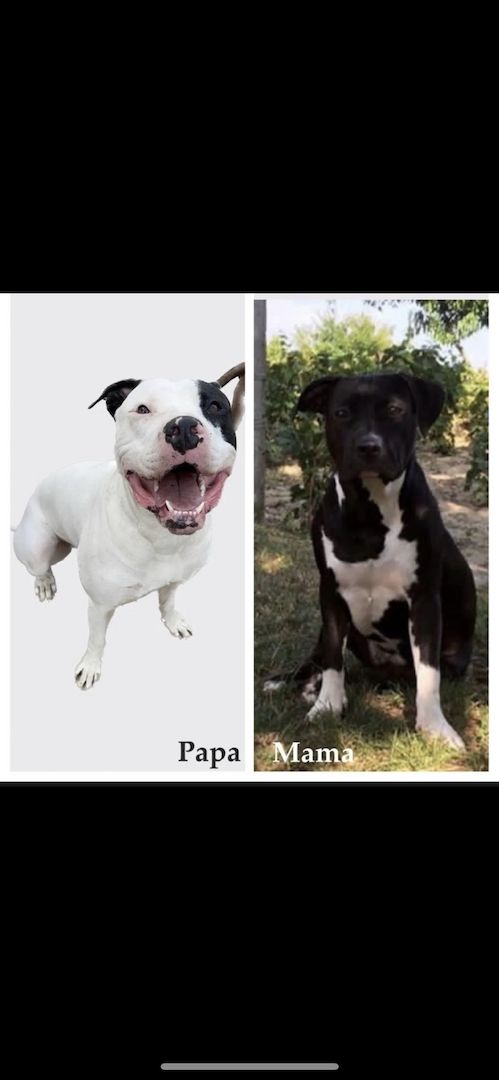 Amerikaner Stafford / American Bulldog Welpen