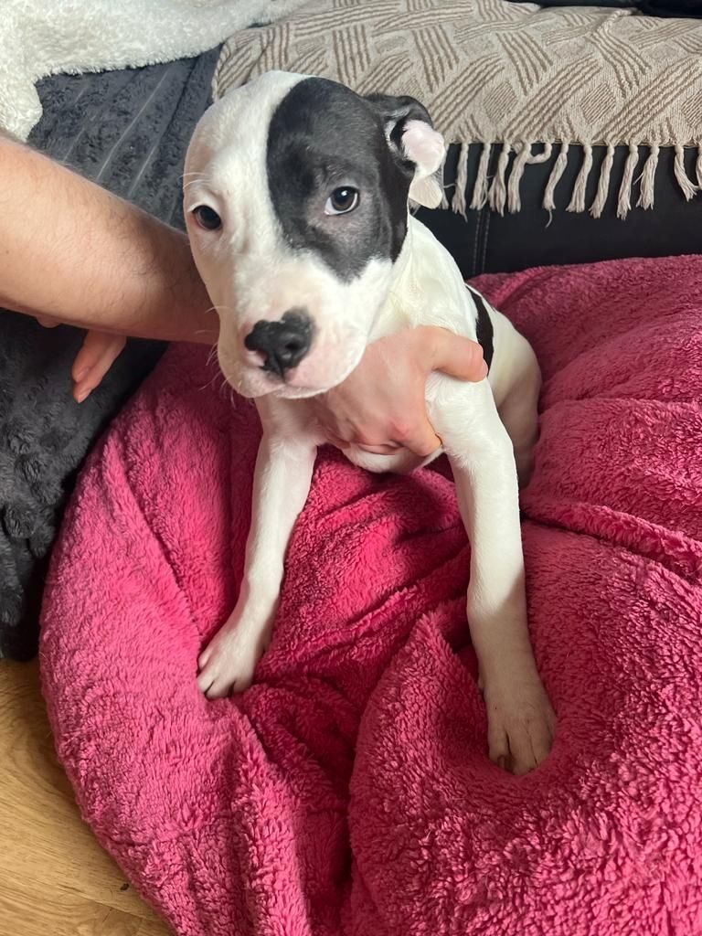 Amerikaner Stafford / American Bulldog Welpen