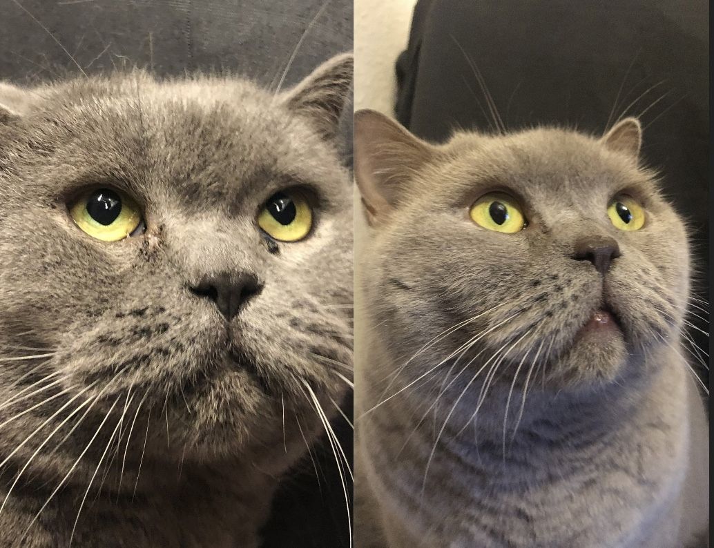 Kenza & Kenya BKH (2 Weibchen) Kenza & Kenya BKH (2 Weibchen)