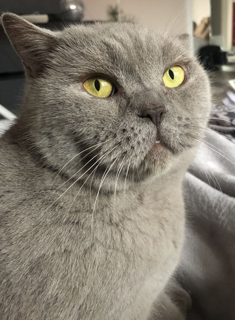 Kenza & Kenya BKH (2 Weibchen) Kenza & Kenya BKH (2 Weibchen)