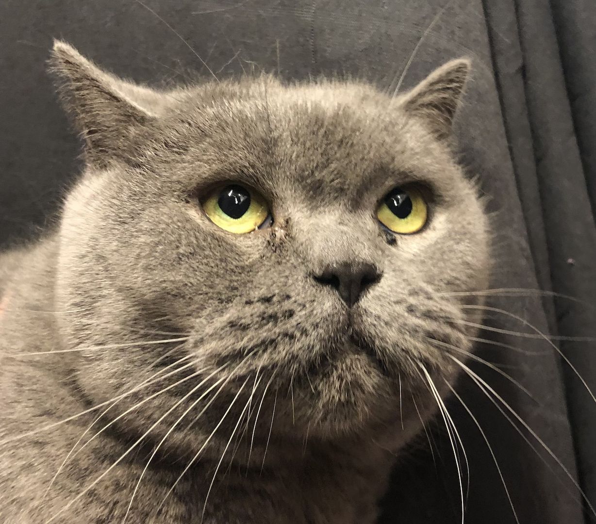 Kenza & Kenya BKH (2 Weibchen) Kenza & Kenya BKH (2 Weibchen)