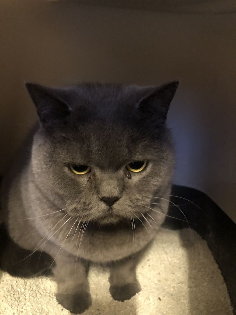 Kenza & Kenya BKH (2 Weibchen) Kenza & Kenya BKH (2 Weibchen)