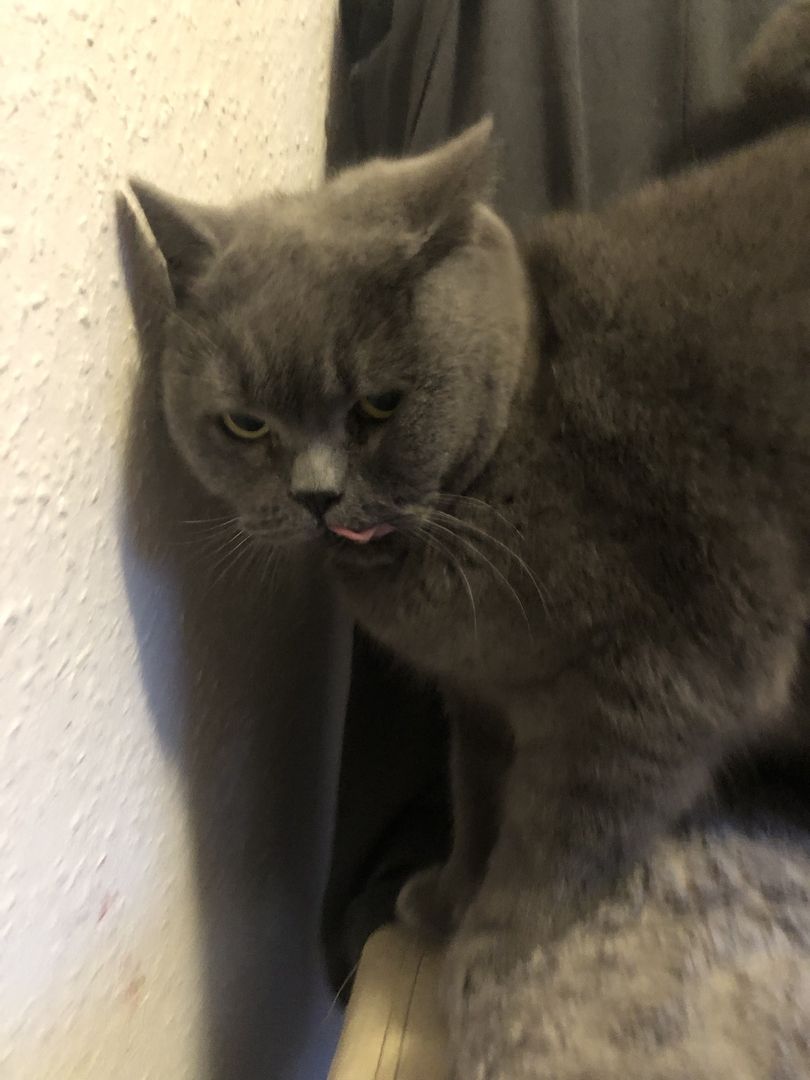 Kenza & Kenya BKH (2 Weibchen) Kenza & Kenya BKH (2 Weibchen)