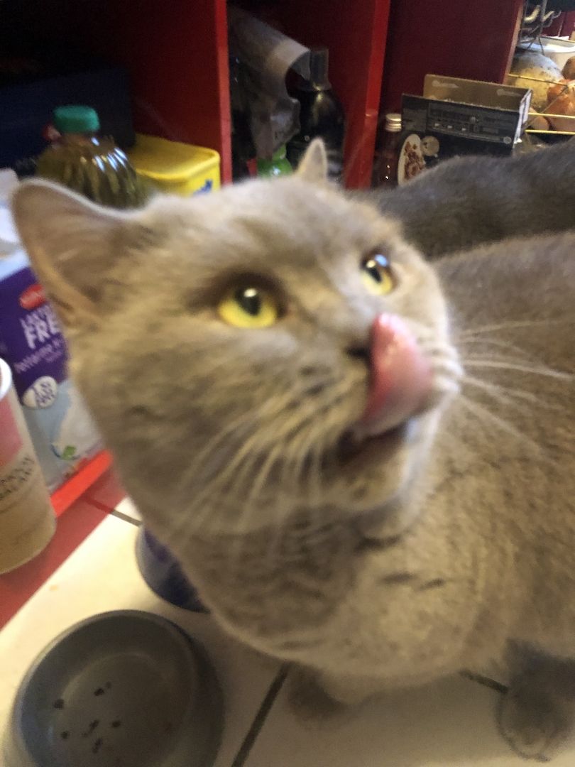 Kenza & Kenya BKH (2 Weibchen) Kenza & Kenya BKH (2 Weibchen)