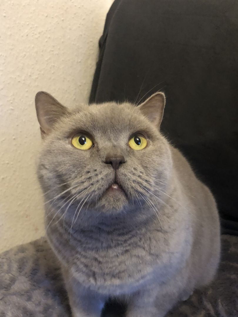 Kenza & Kenya BKH (2 Weibchen) Kenza & Kenya BKH (2 Weibchen)