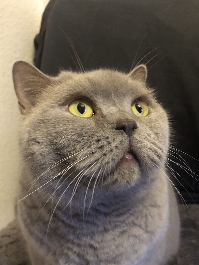 Kenza & Kenya BKH (2 Weibchen) Kenza & Kenya BKH (2 Weibchen)