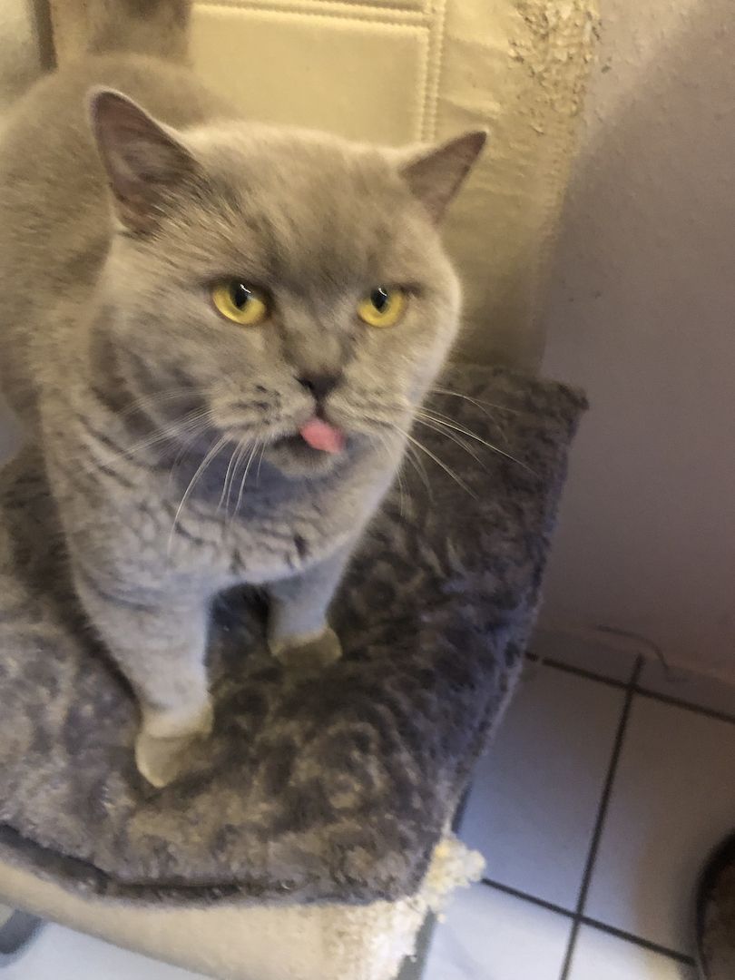 Kenza & Kenya BKH (2 Weibchen) Kenza & Kenya BKH (2 Weibchen)