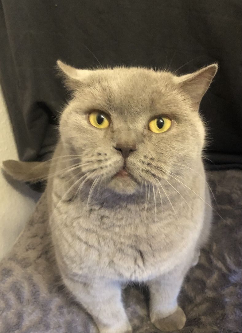 Kenza & Kenya BKH (2 Weibchen) Kenza & Kenya BKH (2 Weibchen)