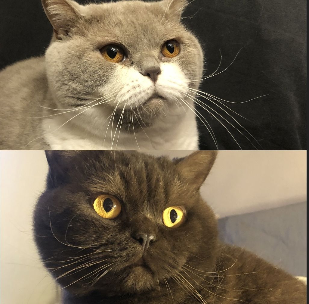 Manila (W) & Boris (M) Stammbaum