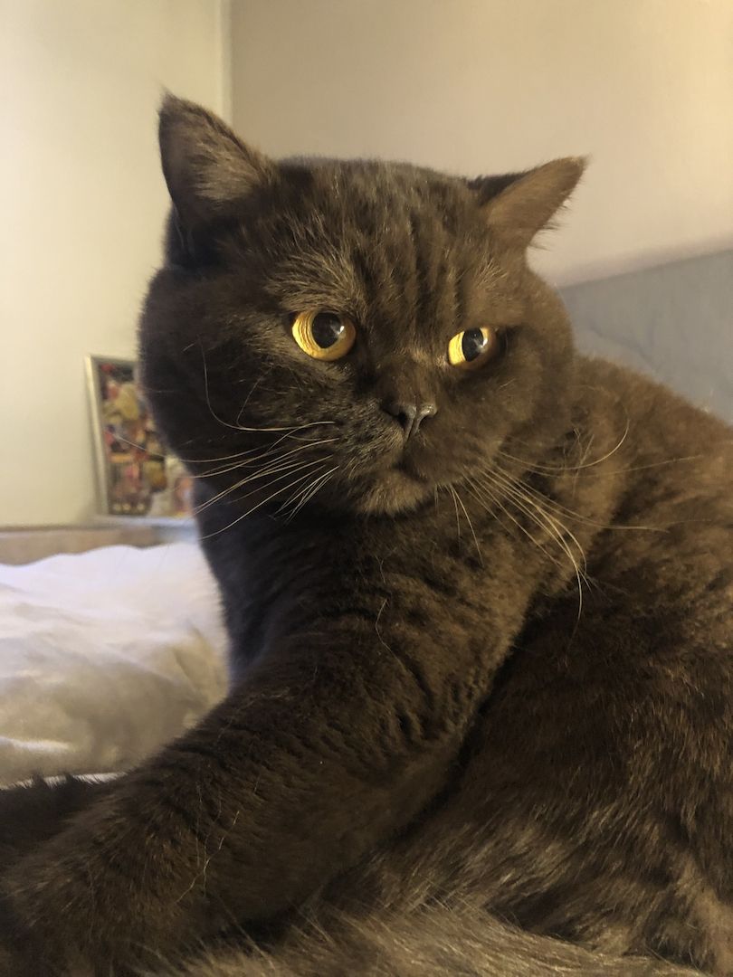 Manila (W) & Boris (M) Stammbaum