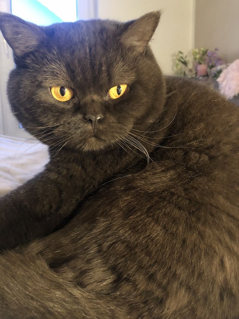 Manila (W) & Boris (M) Stammbaum