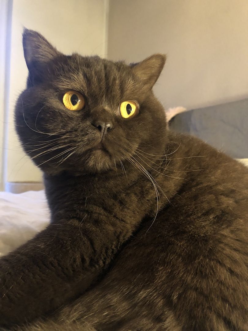 Manila (W) & Boris (M) Stammbaum