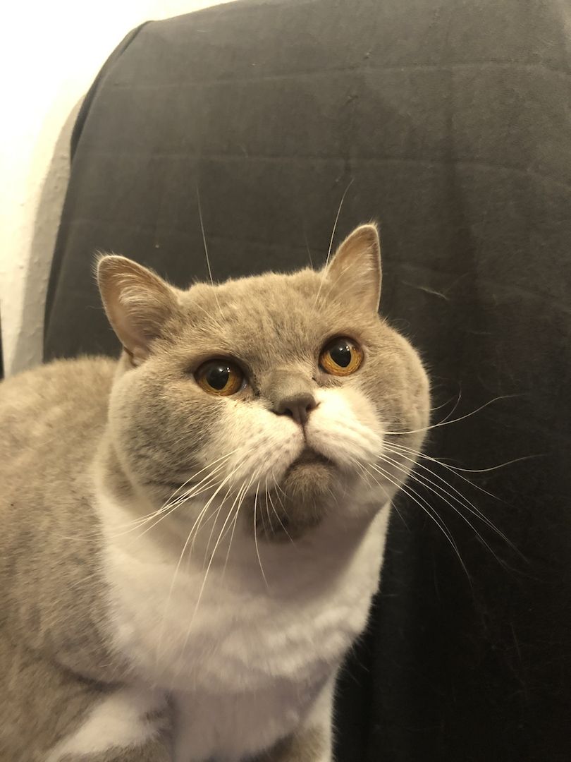 Manila (W) & Boris (M) Stammbaum