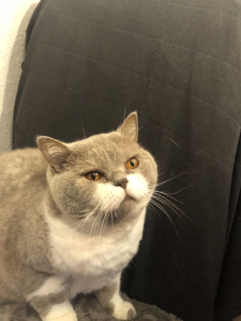 Manila (W) & Boris (M) Stammbaum