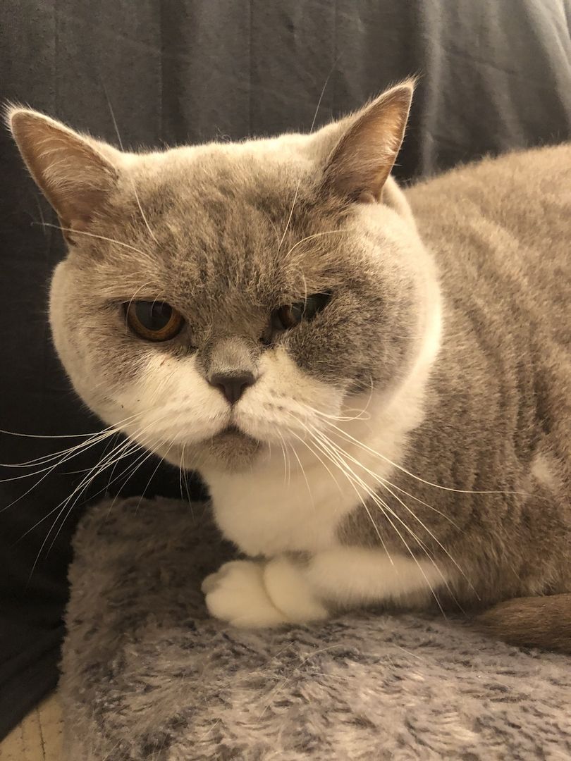 Manila (W) & Boris (M) Stammbaum