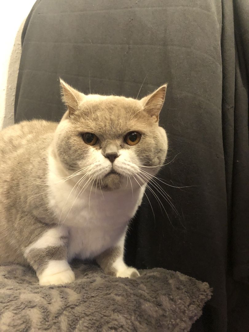 Manila (W) & Boris (M) Stammbaum