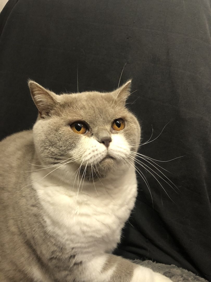 Manila (W) & Boris (M) Stammbaum