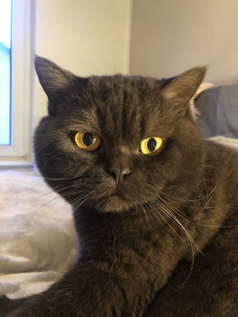 Manila (W) & Boris (M) Stammbaum