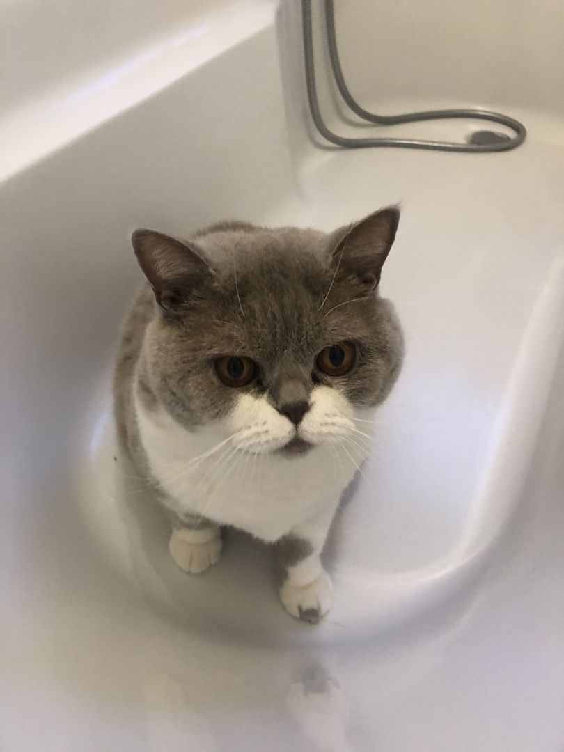 Manila (W) & Boris (M) Stammbaum