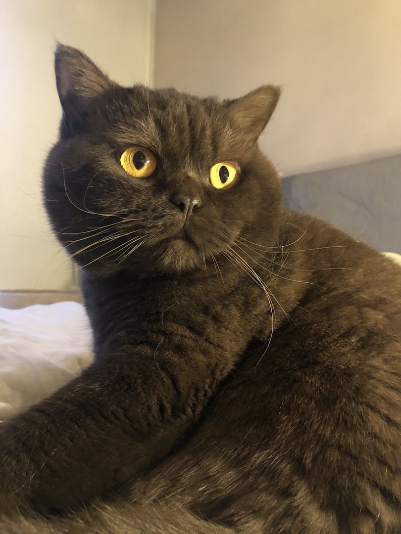 Manila (W) & Boris (M) Stammbaum