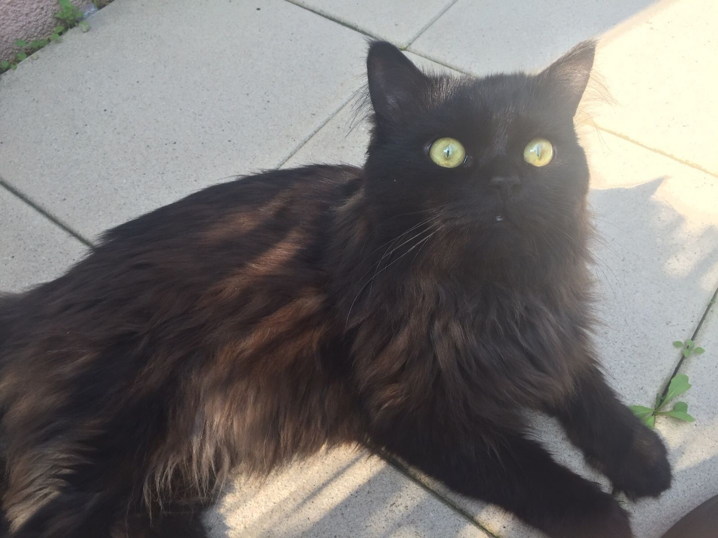 2 Kater suchen ein neues Zuhause