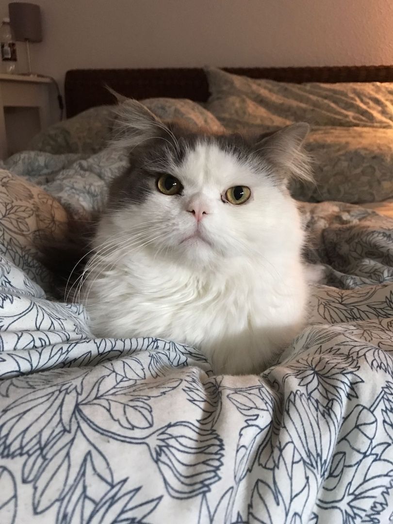 2 Kater suchen ein neues Zuhause