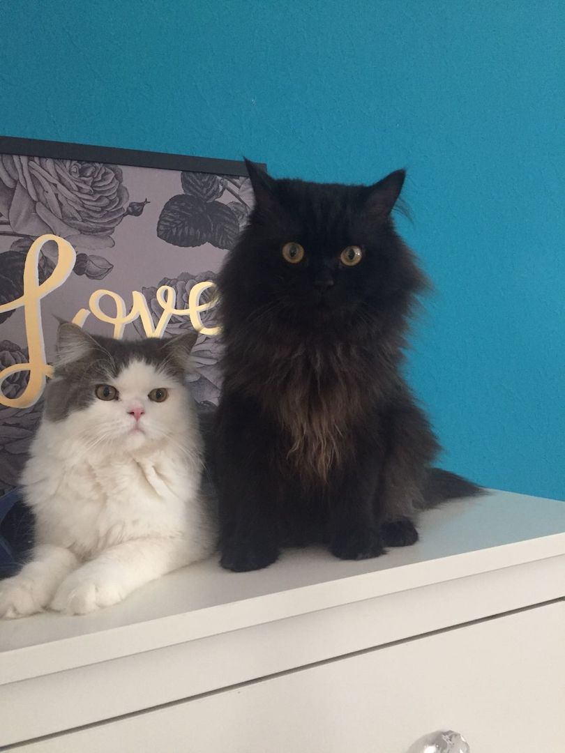 2 Kater suchen ein neues Zuhause