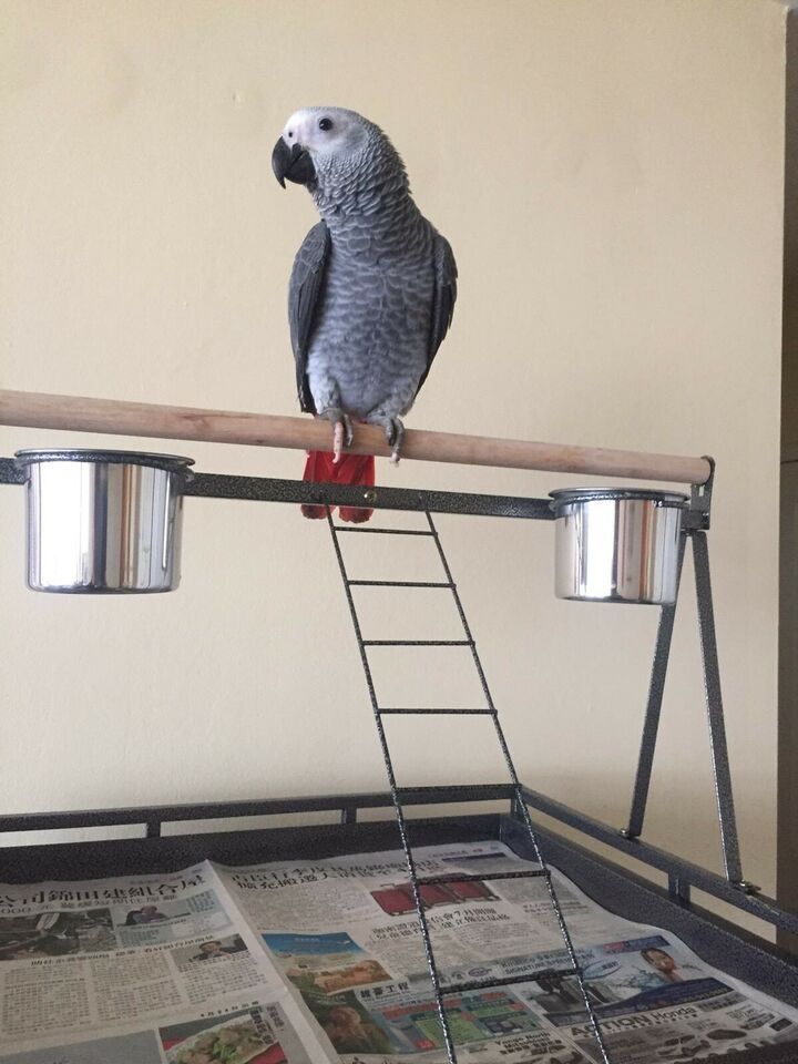 Graupapagei zum Verkauf