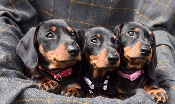 Dackelwelpen