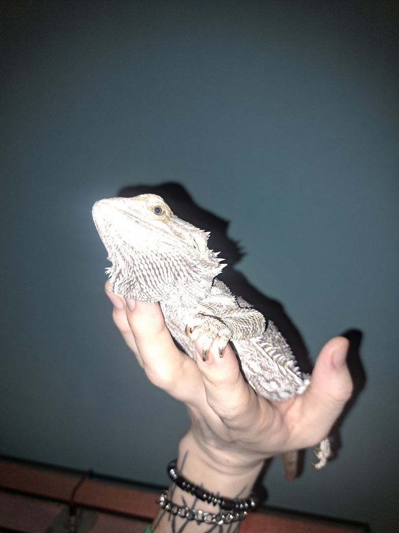 Bartagame Weibchen Emily 8 Jahre 40cm