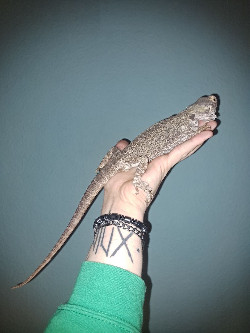 Bartagame Weibchen Emily 8 Jahre 40cm