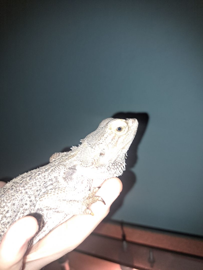 Bartagame Weibchen Emily 8 Jahre 40cm