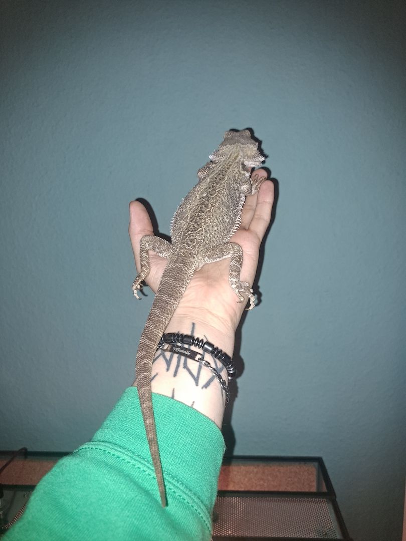 Bartagame Weibchen Emily 8 Jahre 40cm