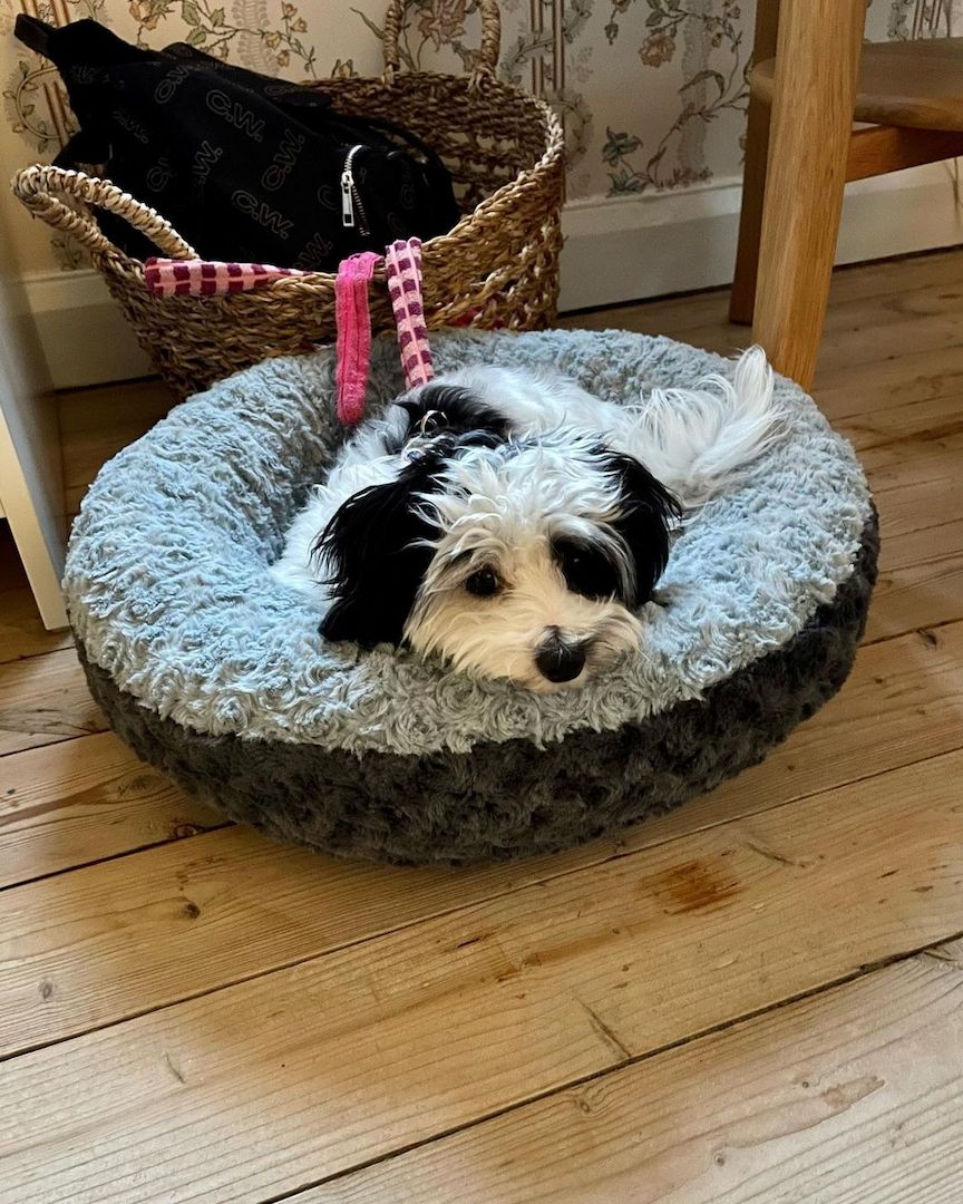 ,,Havapoo-Welpe bereit für die Unterbringu