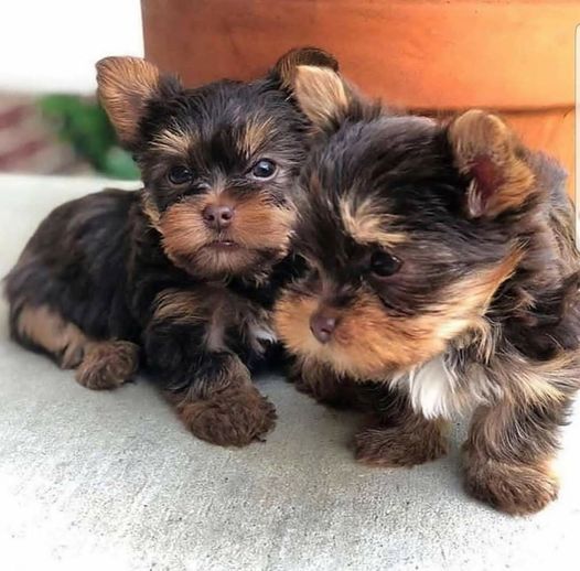 Sehr kleine Teetassen-Yorkie-Welpen jetzt erhältlich