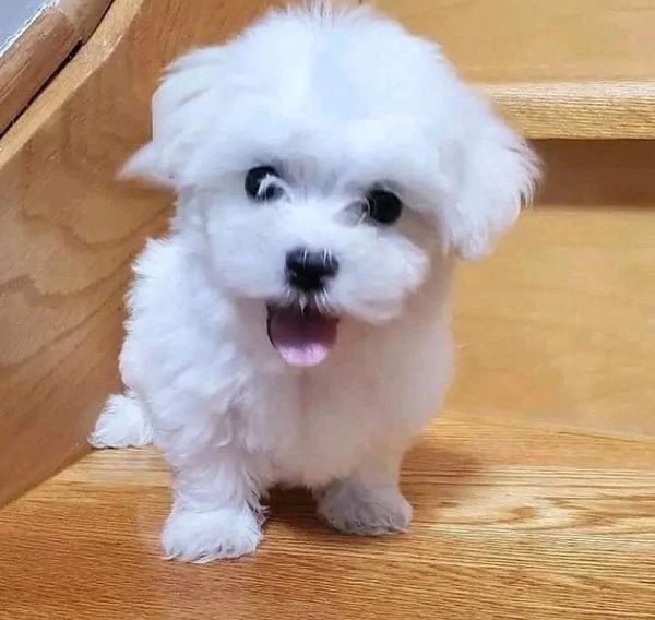 Home Raised und House Broken Yorkies Home Raised und House Broken Yorkies