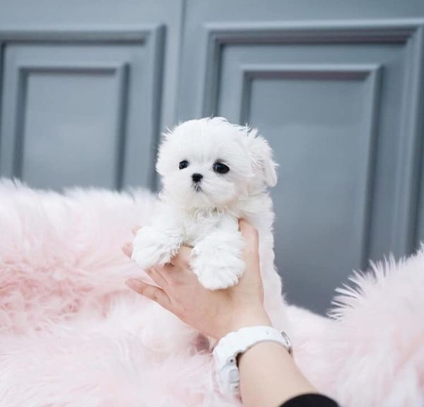 Home Raised und House Broken Yorkies Home Raised und House Broken Yorkies