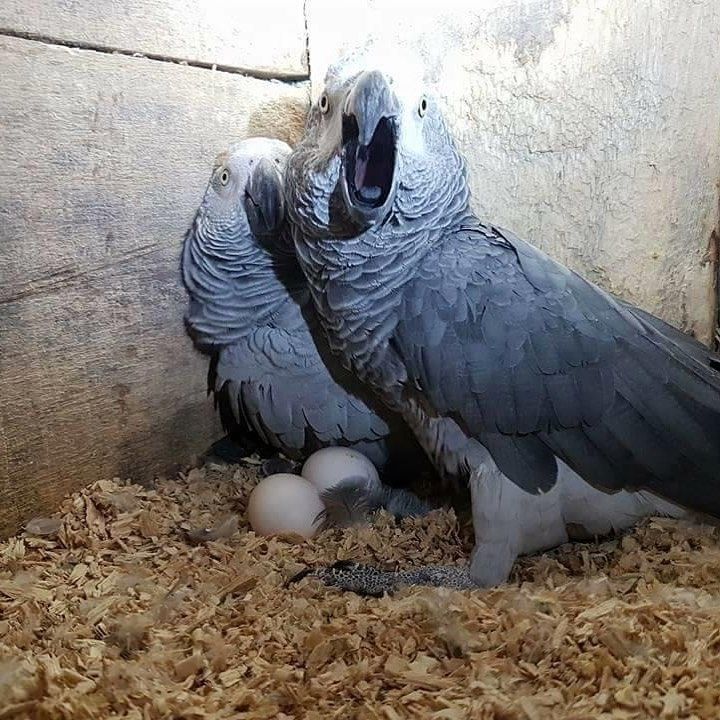 2 junge männliche Graupapageien aus Naturbrut