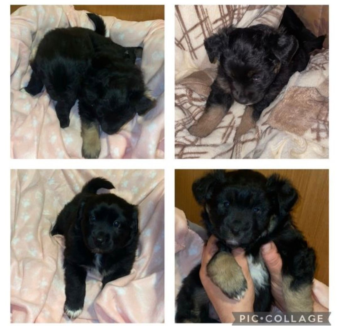 Australian Shepherd welpen Australian Shepherd welpen