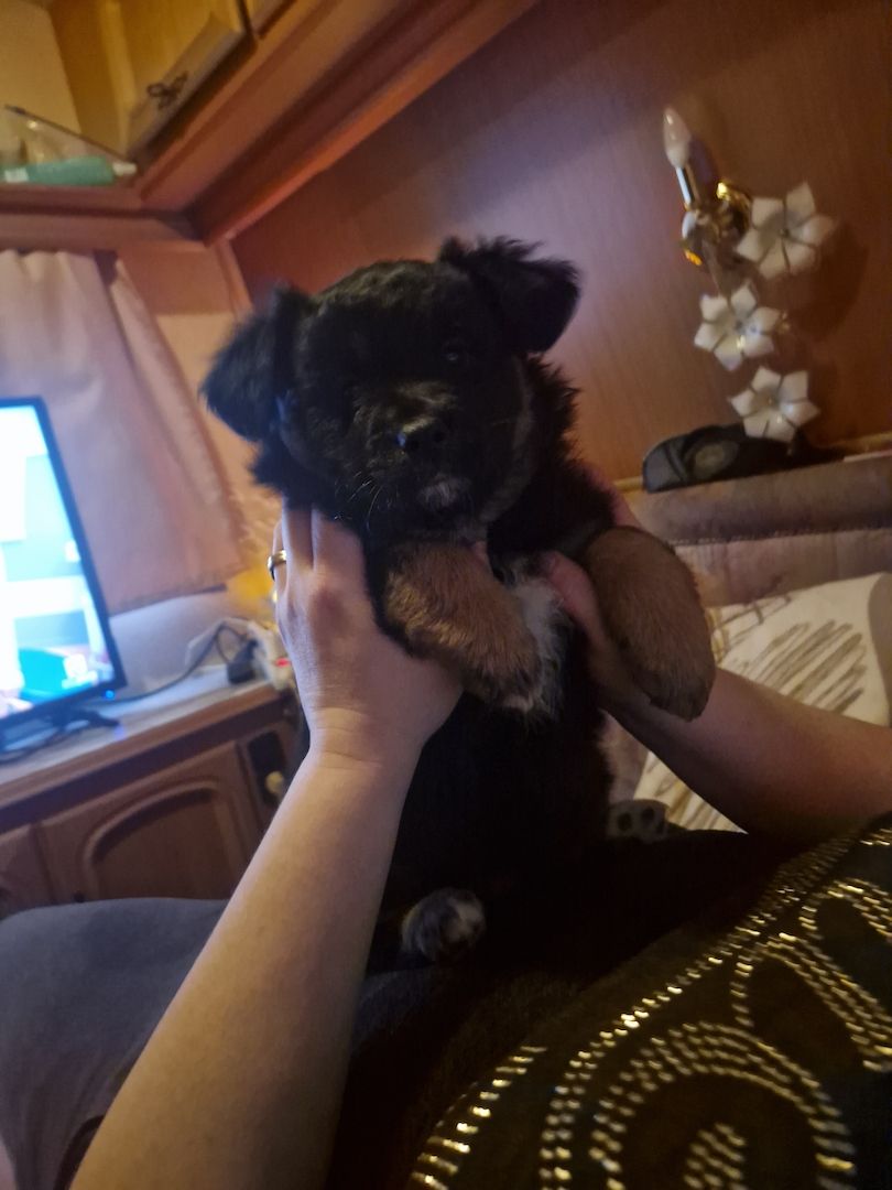 Australian Shepherd welpen Australian Shepherd welpen