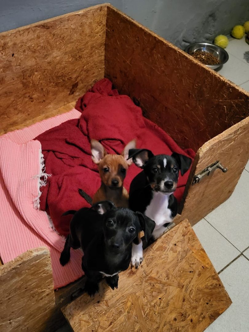 Zwergpinscher-Prager Rattler Welpen Zwergpinscher-Prager Rattler Welpen